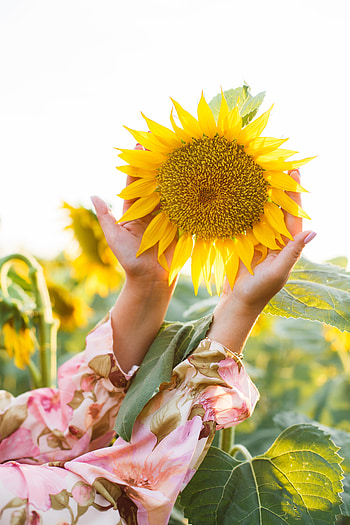 Flowers, Flower, Petals, Hands, Sunflower HD phone wallpaper