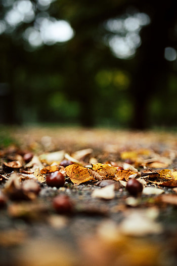 Nature, Autumn, Leaves, Chestnuts, Forest HD phone wallpaper