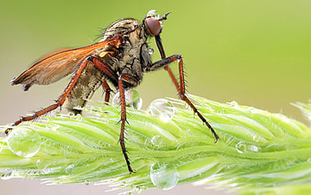 Grass, Macro, Legs, Insect HD wallpaper