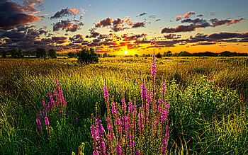  HD wallpaper