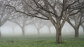 Nature, Trees, Grass, Fog, Garden, Cracks, Crack, Bark, Naked HD wallpaper