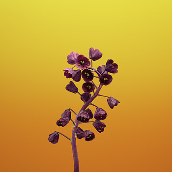 Ios 11 Flower Fritillaria, ios11, apple, flowers, -8, -x HD phone wallpaper