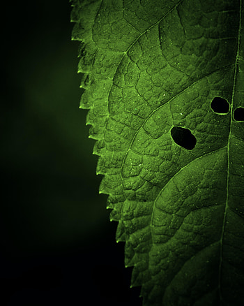 Macro, Sheet, Leaf, Focus, Veins HD phone wallpaper