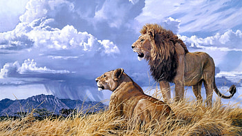 Lion Full High Quality New Backgrounds HD wallpaper