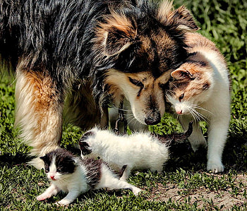 Introduction, dog, white, black, brown, cat, friends, kittens HD wallpaper