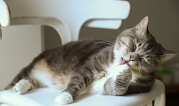 Adorable tabby cat licking its paw while lounging on a white chair indoors. HD wallpaper