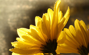 Flowers, Macro, Petals, Shadow HD wallpaper