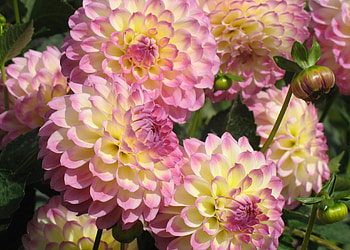 Flowers, Close-Up, Dahlias, Buds HD wallpaper