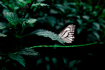 Animals, Leaves, Insect, Butterfly HD wallpaper