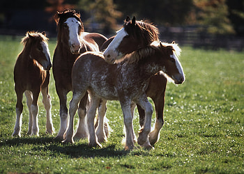 wild horses nuzzling, horses, nuzzling, wild horses HD wallpaper