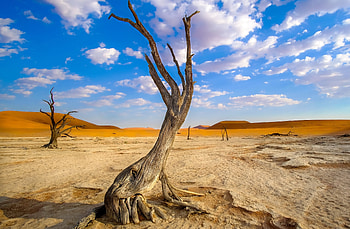 Dry tree, sunny day, white clouds, landscape HD wallpaper