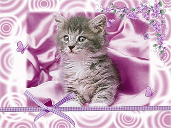 Kitten on lilac, animal, kitten, cat, feline HD wallpaper