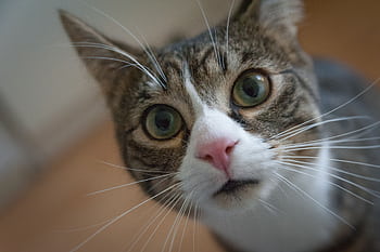 Adorable close-up of a curious domestic cat with vibrant eyes and whiskers. HD wallpaper