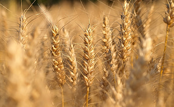 Grass, Macro, Shine, Light, Field, Ear HD wallpaper