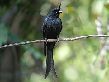 crested drongo, animal, drongo, bird, crested HD wallpaper