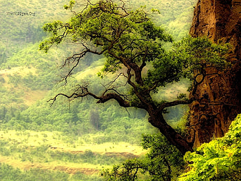 Oak tree, oak, woods, green, forest, tree HD wallpaper