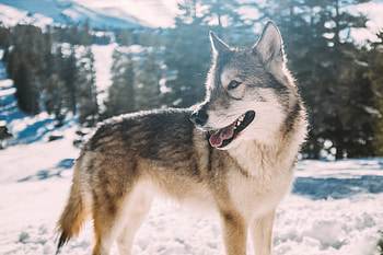 Animals, Winter, Predator, Wolf HD wallpaper