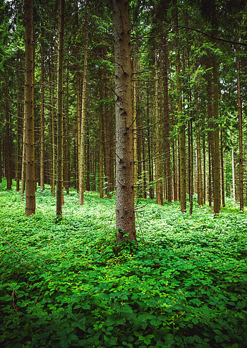 Nature, Trees, Grass, Pine, Forest HD phone wallpaper