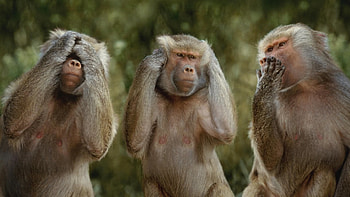 Funny Mizaru Monkey HD wallpaper