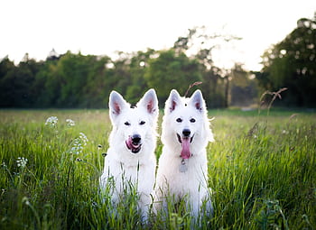 Two white Swiss Shepherd dogs sitting playfully in a sunny green field. HD wallpaper