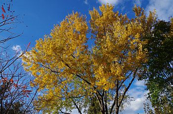 Autumn sky, trees, autumn, sky, leaves HD wallpaper