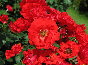 Flowers, Roses, Bush, Garden, Sunny HD wallpaper