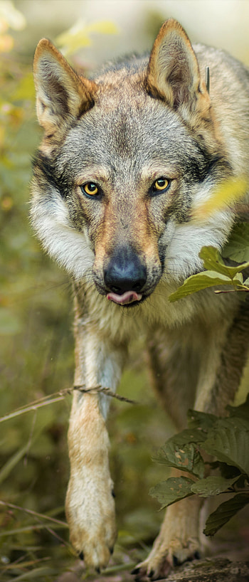 Gray Wolf, Strong pack dynamics, Stealthy hunters, Pristine nature HD phone wallpaper