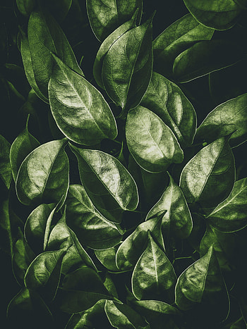 Nature, Leaves, Plant, Shine, Brilliance HD phone wallpaper