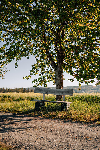 Nature, Wood, Road, Tree, Branches, Bench HD phone wallpaper