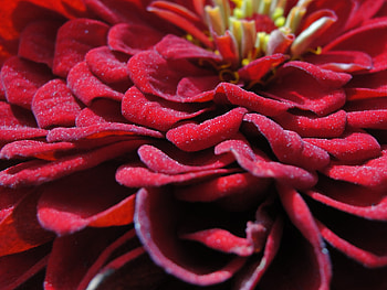 Flower, Macro, Petals, Bud, Stamens HD wallpaper