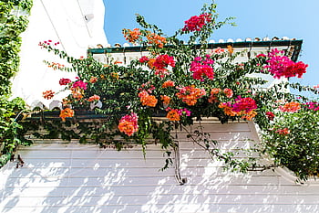 Vivid bougainvillea blooms adorn a whitewashed wall under a bright blue sky in Córdoba, Spain. HD wallpaper