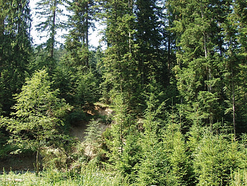 Landscape, Trees, Fir-Trees HD wallpaper