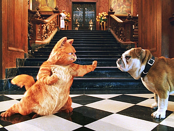 Cinema, Animals, Cats, Garfild HD wallpaper