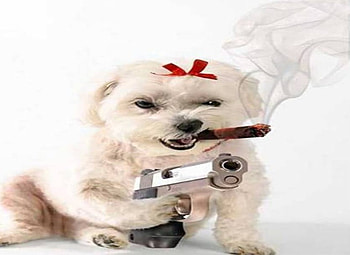 Make my day, dog, smoking cigar, red ribbon, gun HD wallpaper