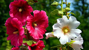 Mallow flower, white, flower, red, summer, garden, spring HD wallpaper