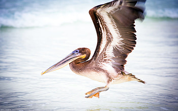 Pelican Water Bird, birds, animals HD wallpaper