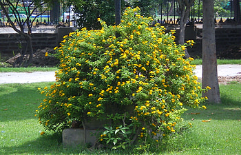 Lantana, nature, flowers HD wallpaper