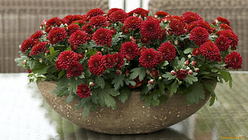 For Alexandra, alexandra, flowers, frinds, red HD wallpaper