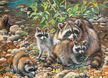 racoon family, natur, baeren, bears, racoon HD wallpaper
