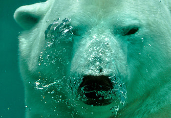 High-quality polar bear , , Pexels stock gallery, Breathtaking HD wallpaper
