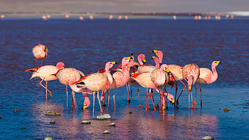 Laguna Colorada on the Bolivian Andes, Pink flamingos landscape HD wallpaper