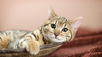 Get the latest cat, eyes, beautiful news, and videos and learn all about cat, eyes, beautiful from 4u.org, your news source. HD wallpaper