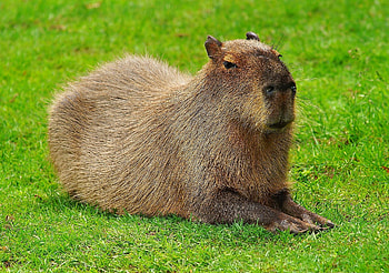 Capybara , Zoey simpson, Animal backgrounds, Capybara HD wallpaper