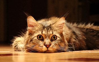 Animals, Cat, Fluffy, To Lie Down, Lie, Muzzle HD wallpaper