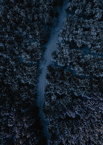Nature, Top, Road, Forest, Tops, Winding, Sinuous, Aerial View HD phone wallpaper