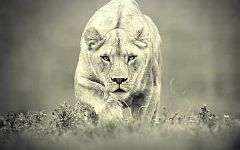 Animals, Lions HD wallpaper