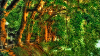 down by the river r, river, rail, trees, r, banks HD wallpaper