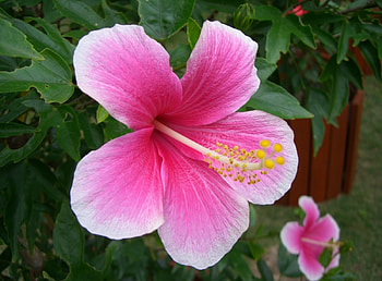 Flowers, Pink, Bloom, Flowering, Greens, Hibiscus HD wallpaper