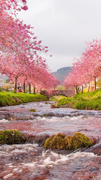 Sakura Trees on the River, nature, sakura, cherry blossom, river, pink, earth, man made, village HD phone wallpaper