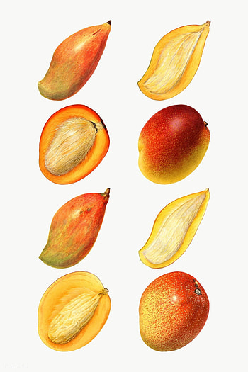vectors of mango, Artistic designs, Creative resources, Versatile applications HD phone wallpaper